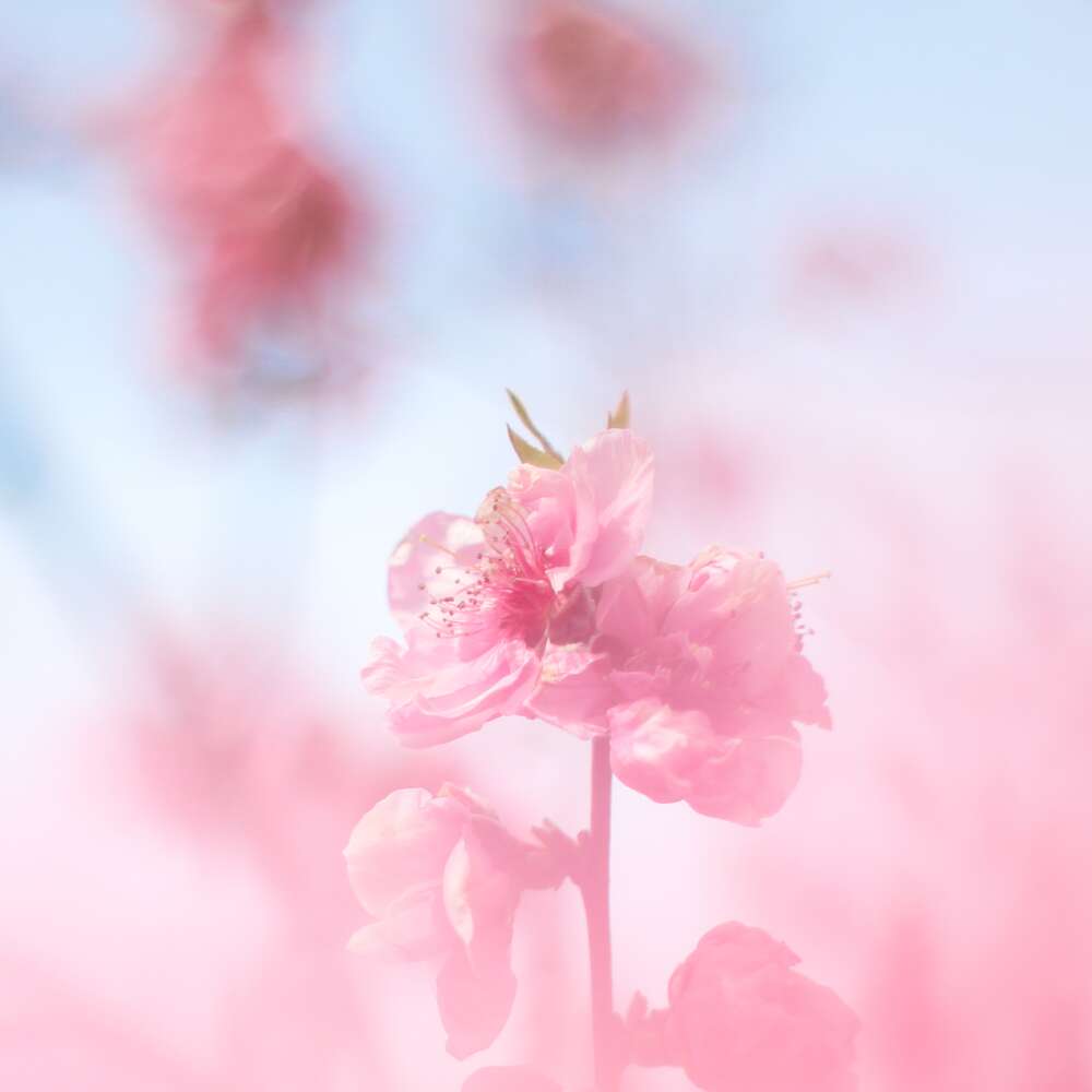 【shizuku*flower】花桃のうたげ
